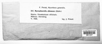 Image of Mycosphaerella albescens